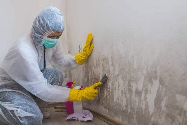Best Mold Removal for HVAC Installations  in Boonton, NJ