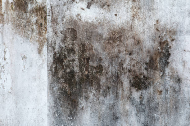 Best Indoor Air Quality Assessment  in Boonton, NJ