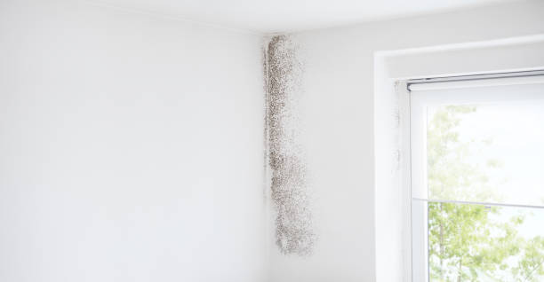 Best Asbestos and Lead Testing During Mold Inspection  in Boonton, NJ
