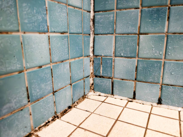 Best Water Damage & Mold Remediation  in Boonton, NJ