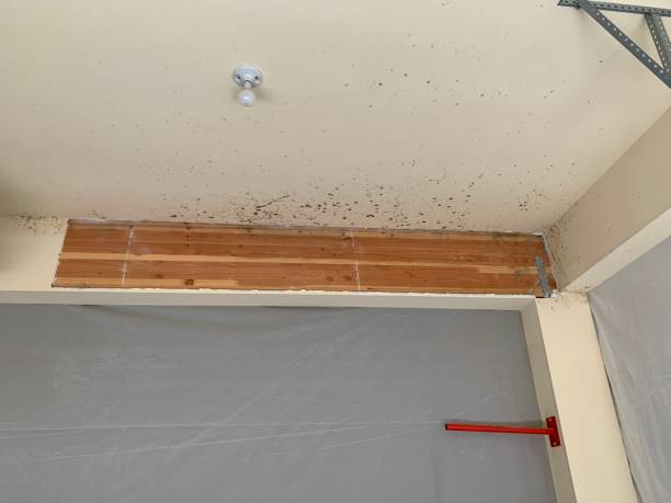 Best Mold Documentation for Insurance Claims  in Boonton, NJ