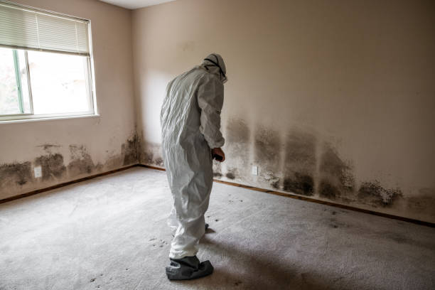 Best Mold Damage Restoration  in Boonton, NJ