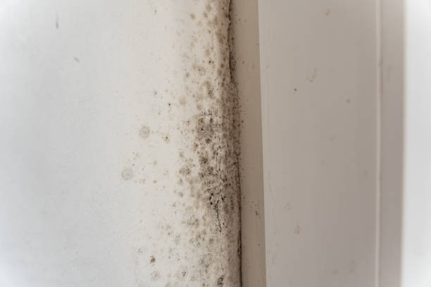 Best Residential Mold Inspection & Testing  in Boonton, NJ