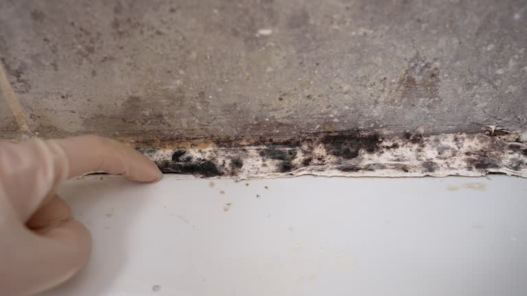 Best Comprehensive Air Testing for Mold Contaminants  in Boonton, NJ