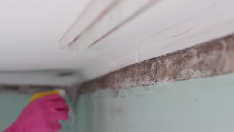 Best Attic Mold Removal  in Boonton, NJ
